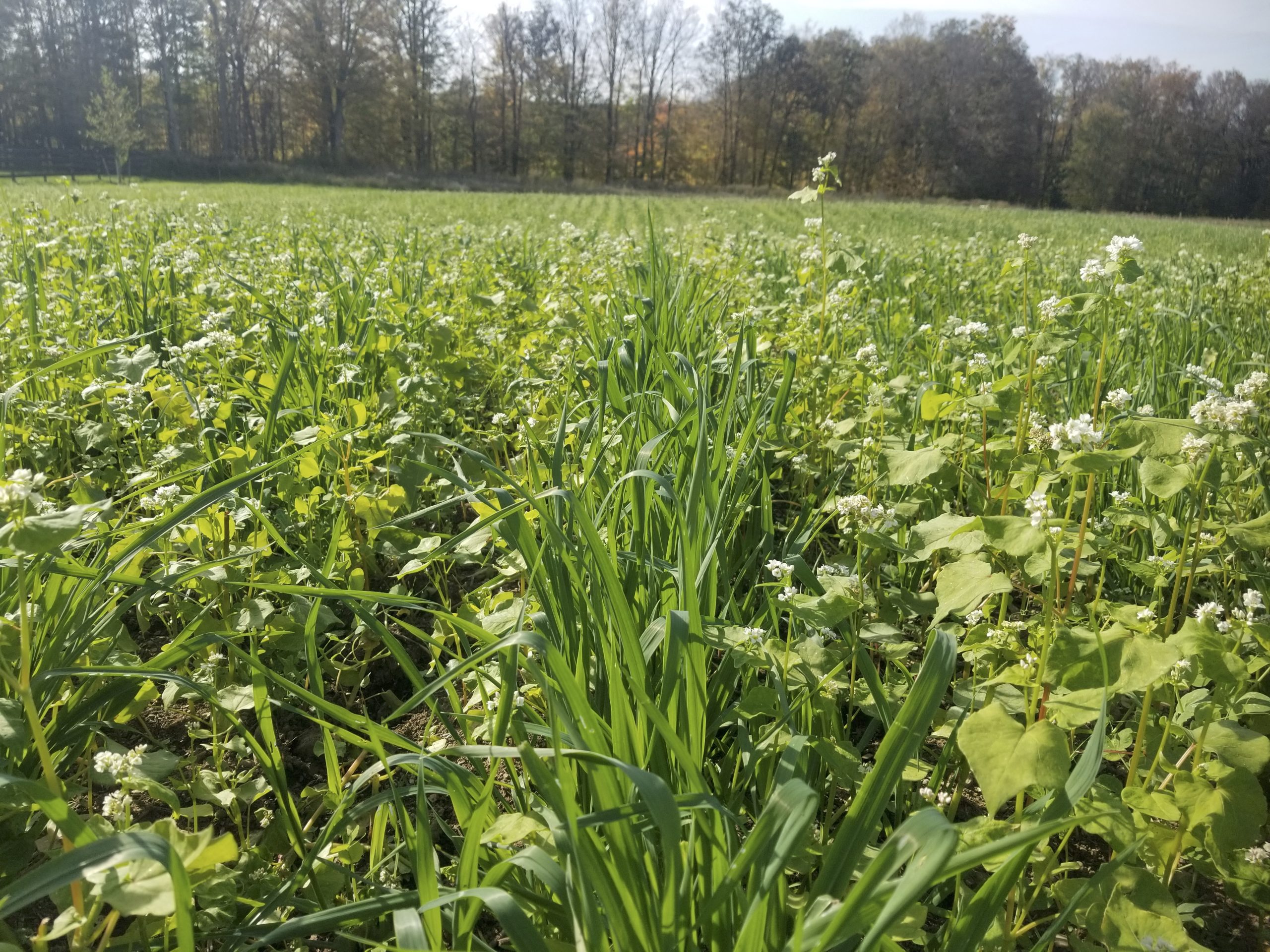 Featured image for “Braiding a Holistic, Healing Model for Agriculture”